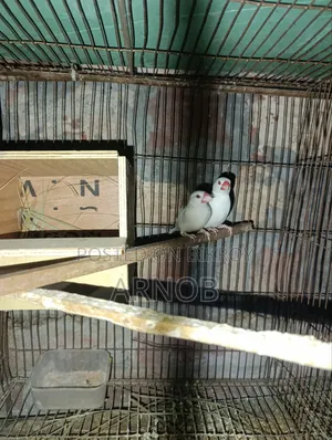 Red Eye Jaba Breeding Pair