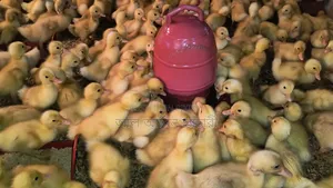 Ducklings for sale