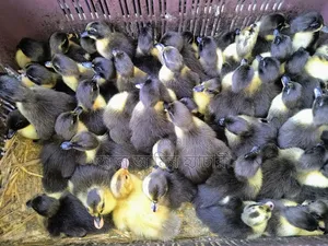Ducklings for sale