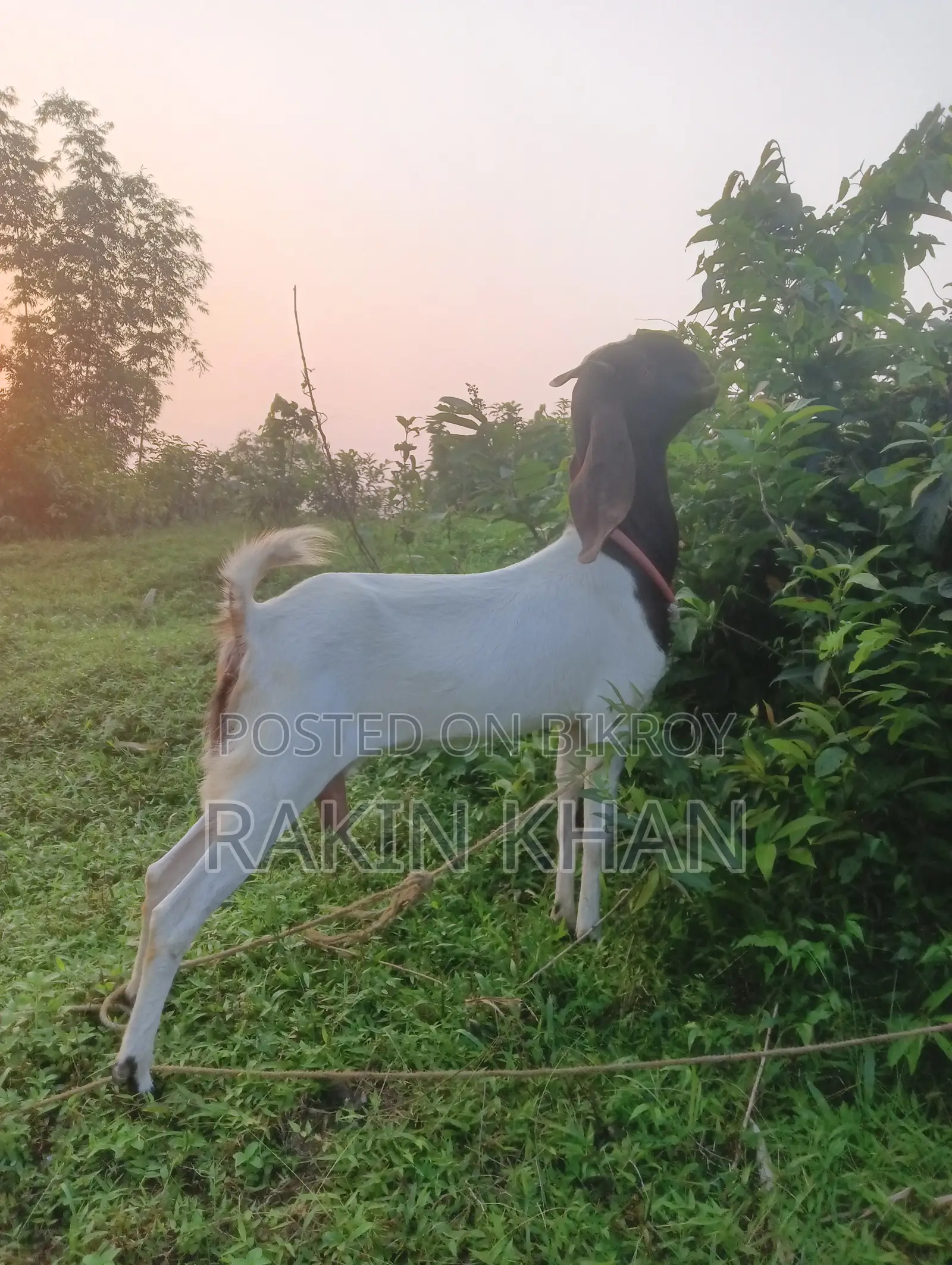 দুইটি তুতাপুরি ছাগল