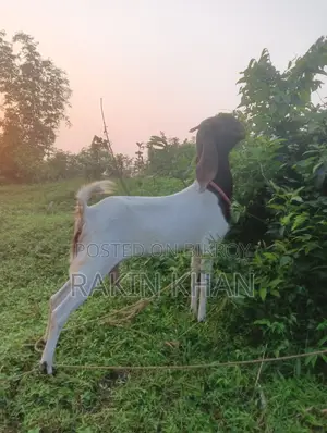 দুইটি তুতাপুরি ছাগল