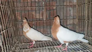 Archangel Chicks