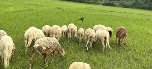 All types of sheep available