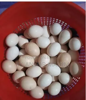 ফাওমি মুরগি বীজ ডিম