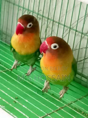 Lilian's Lovebird (Redhead)