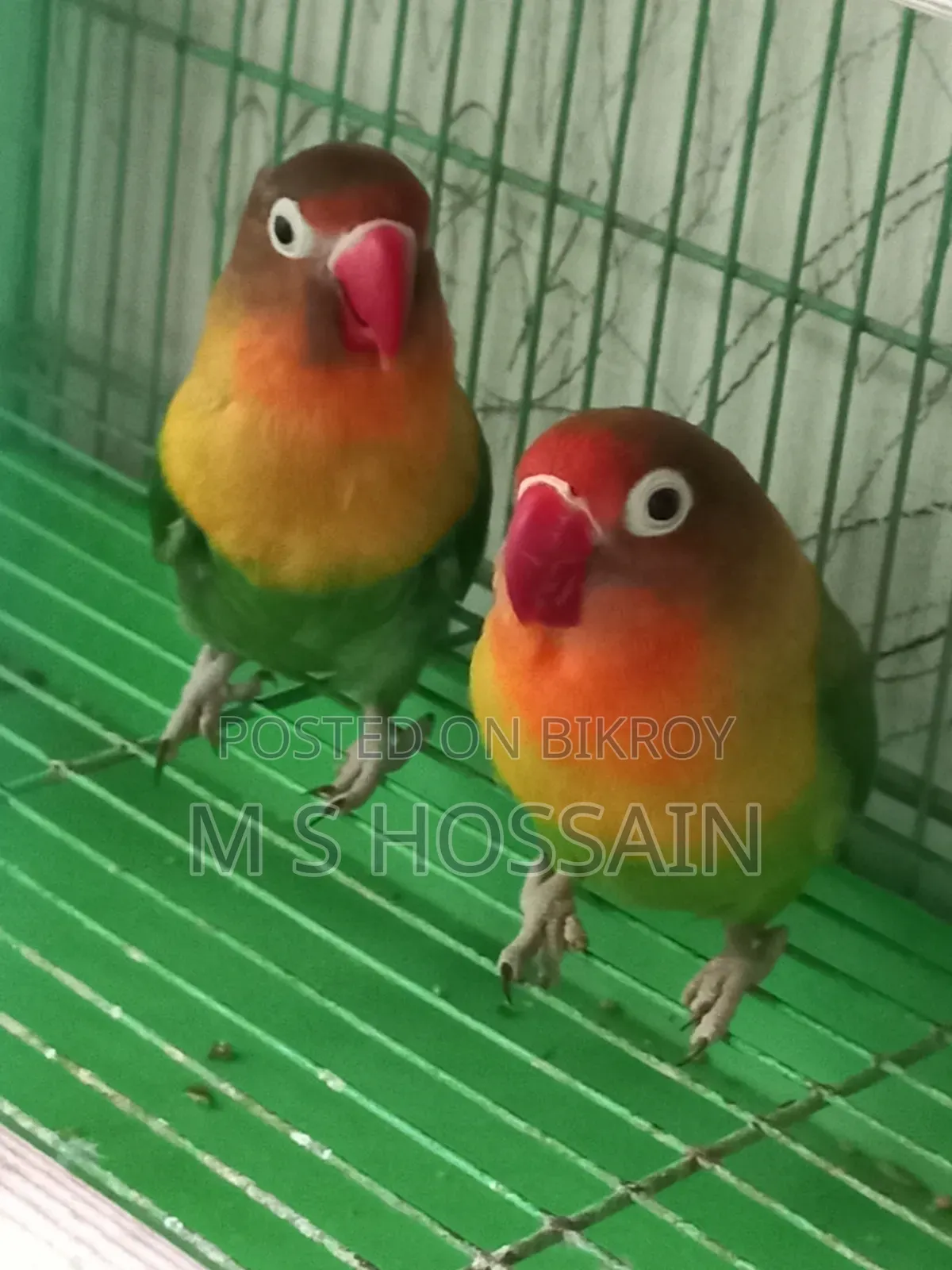 Lilian's Lovebird (Redhead)