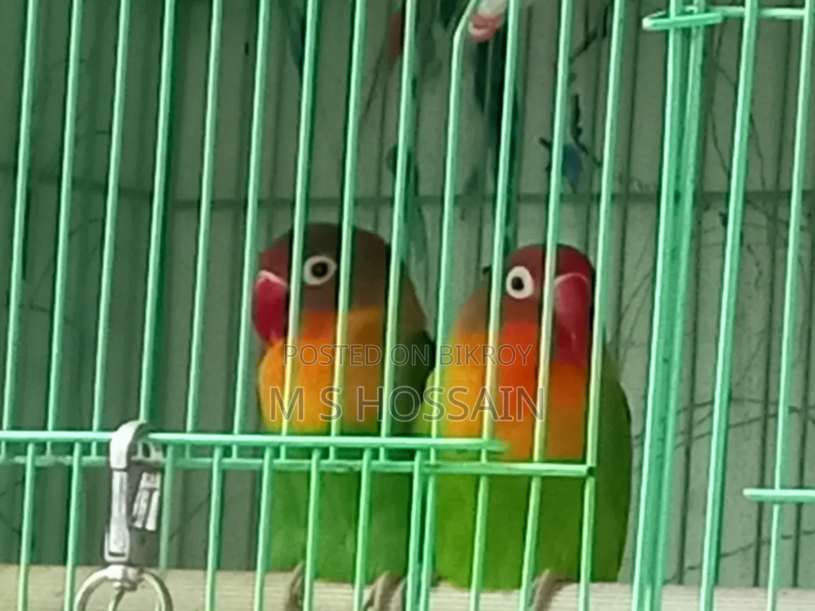 Lilian's Lovebird (Redhead)
