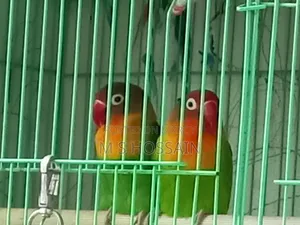 Lilian's Lovebird (Redhead)