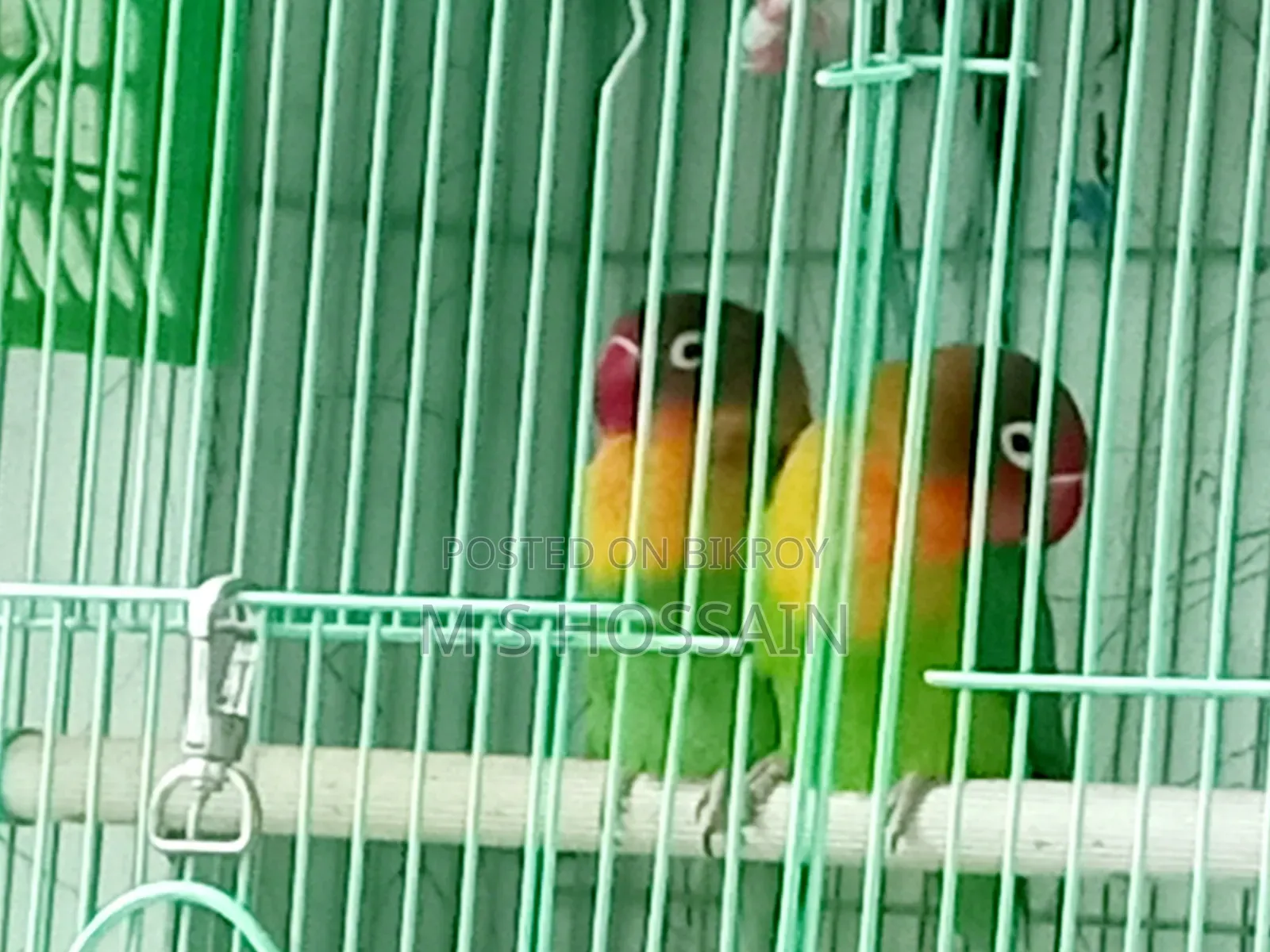 Lilian's Lovebird (Redhead)