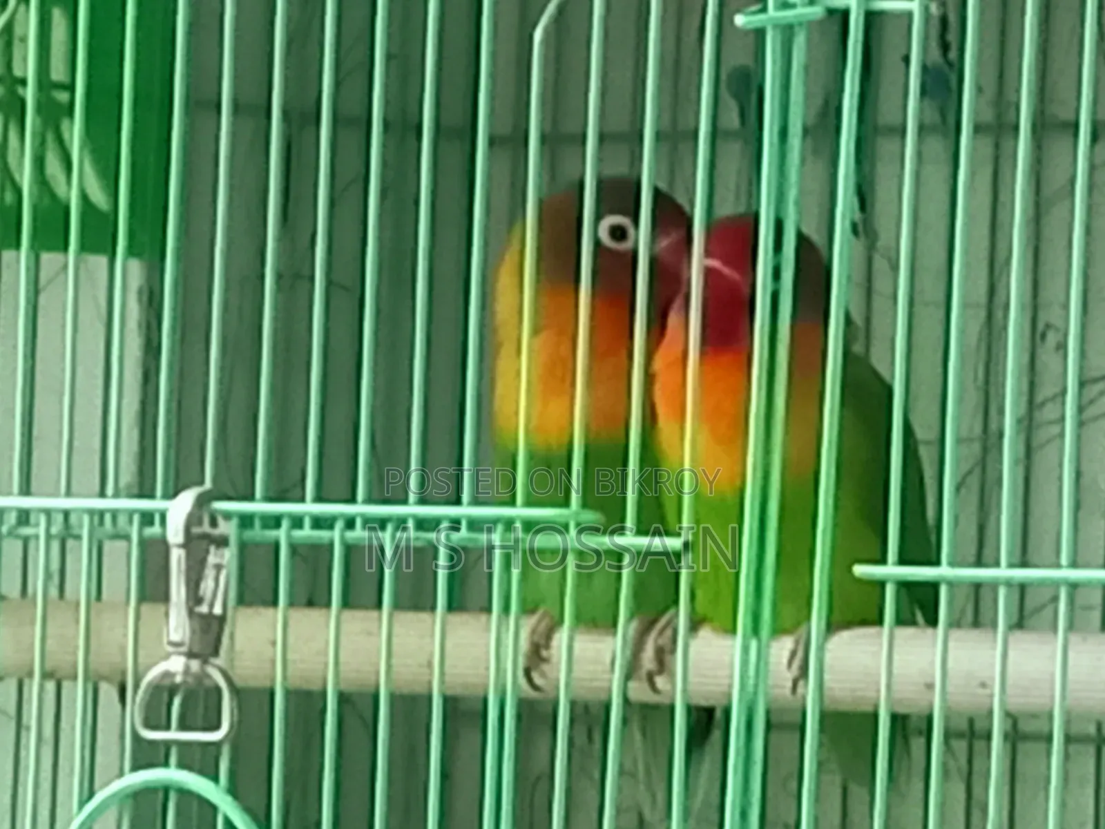 Lilian's Lovebird (Redhead)