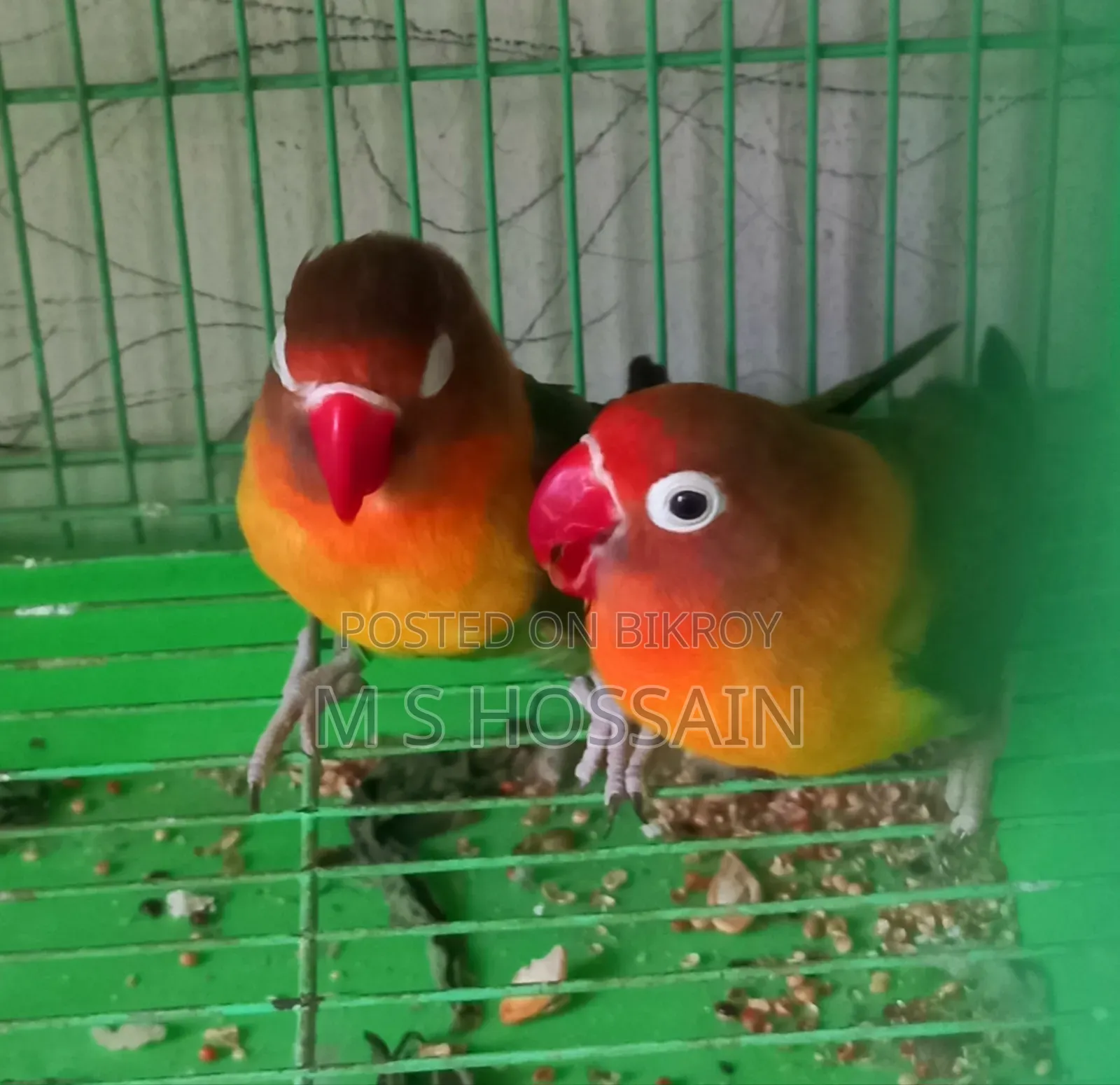 Lilian's Lovebird (Redhead)