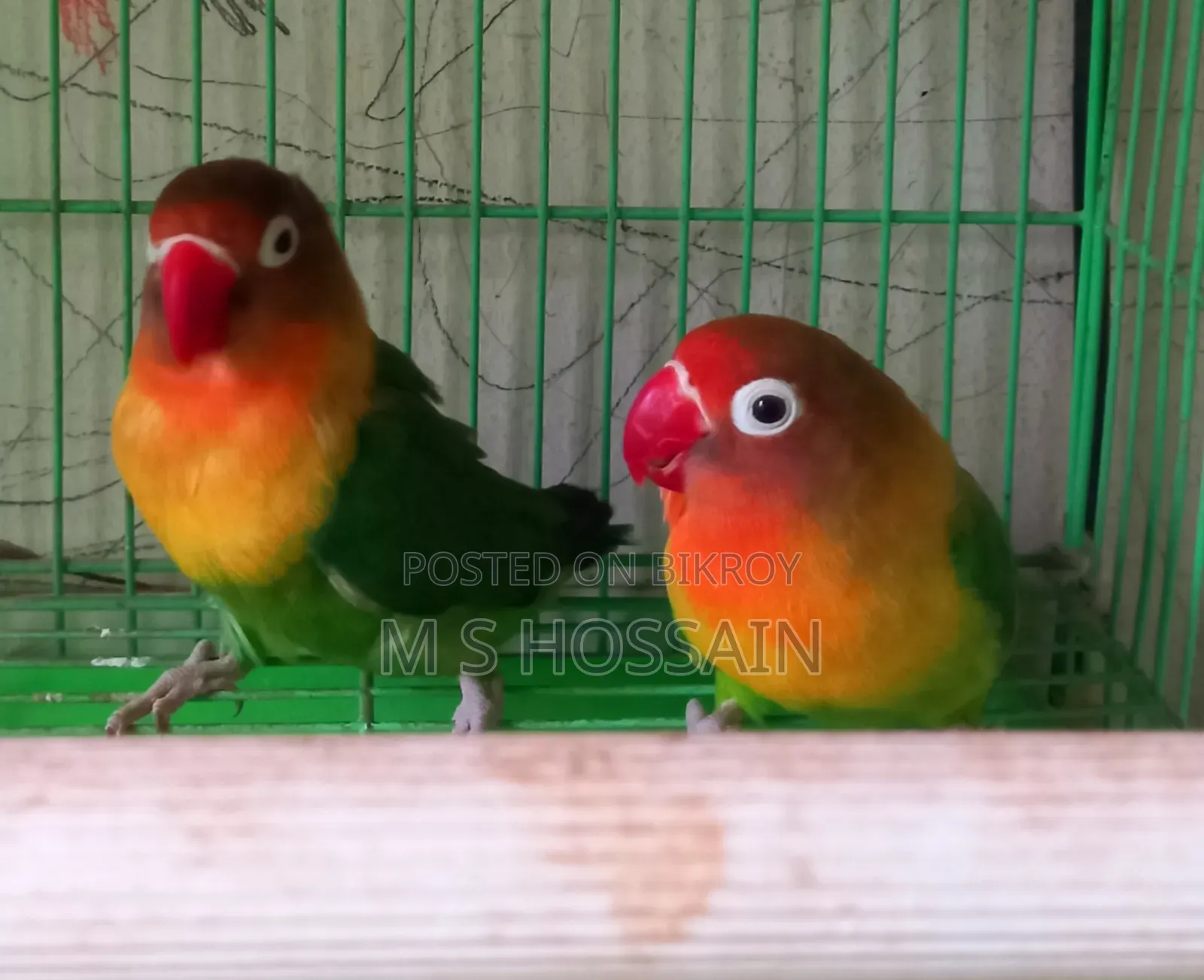 Lilian's Lovebird (Redhead)