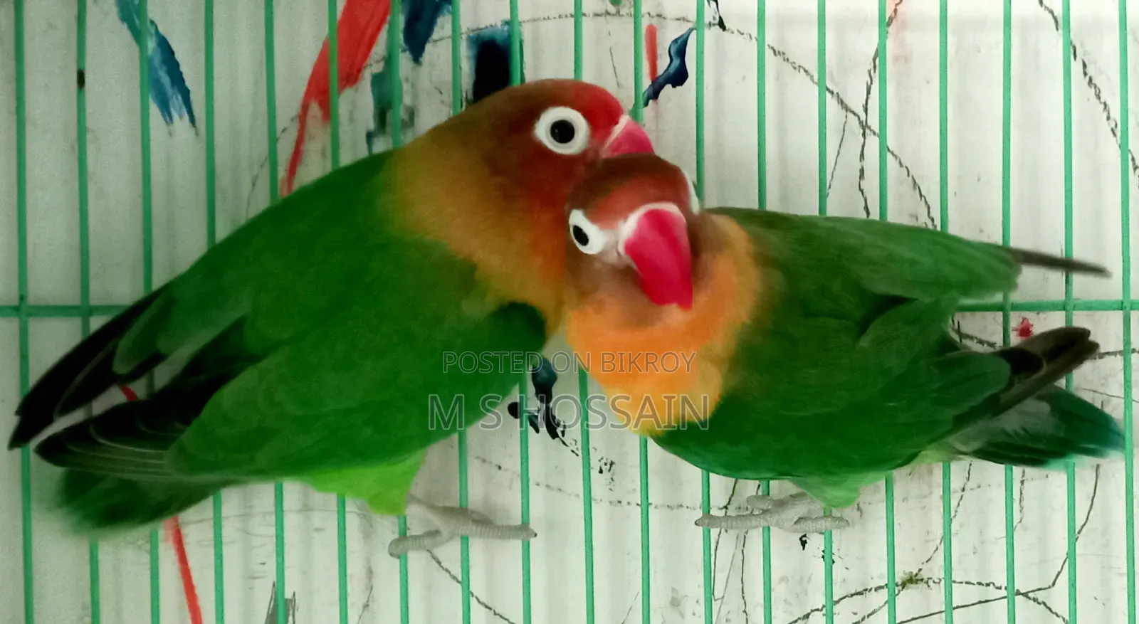 Lilian's Lovebird (Redhead)
