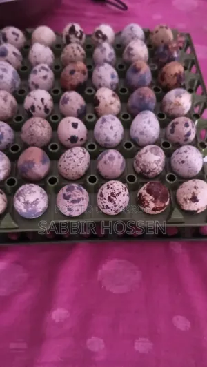কোয়েল পাখির ডিম