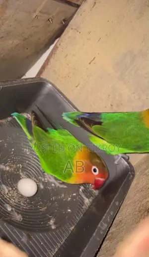 Lovebirds Pair (Green Fisher) লাভবার্ডস