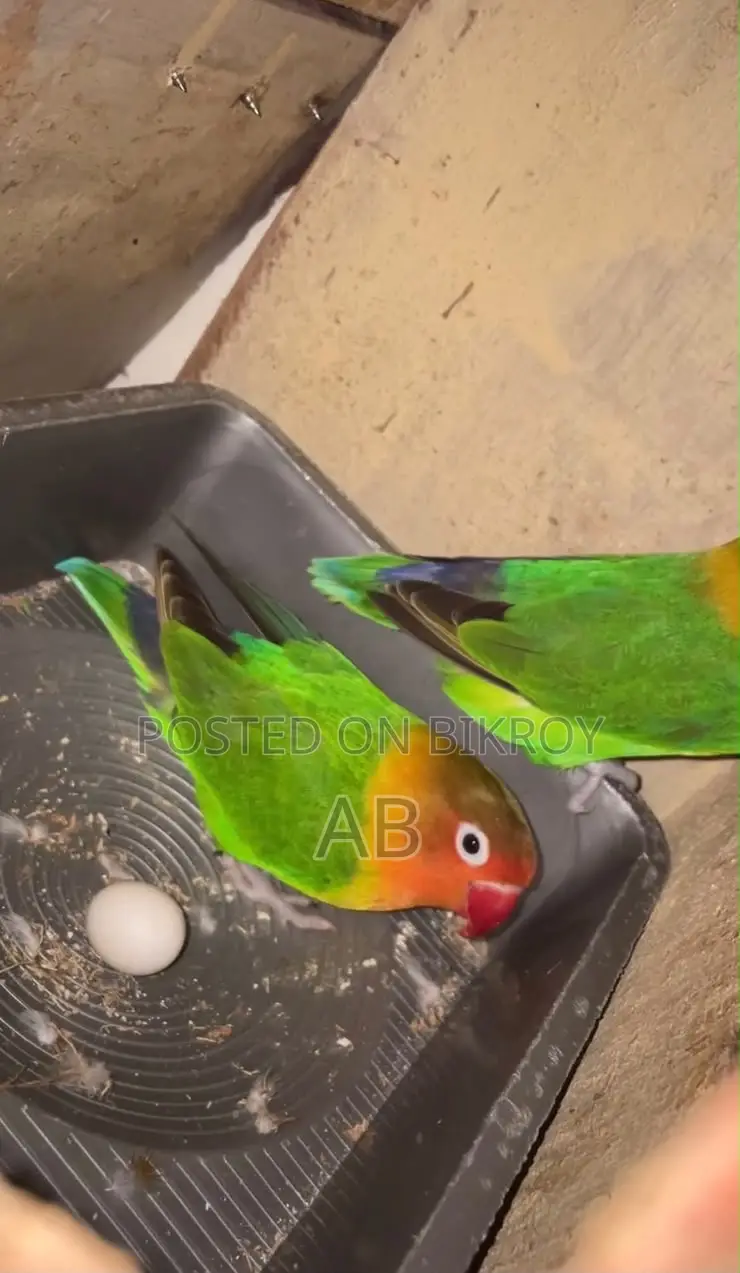 Lovebirds Pair (Green Fisher) লাভবার্ডস