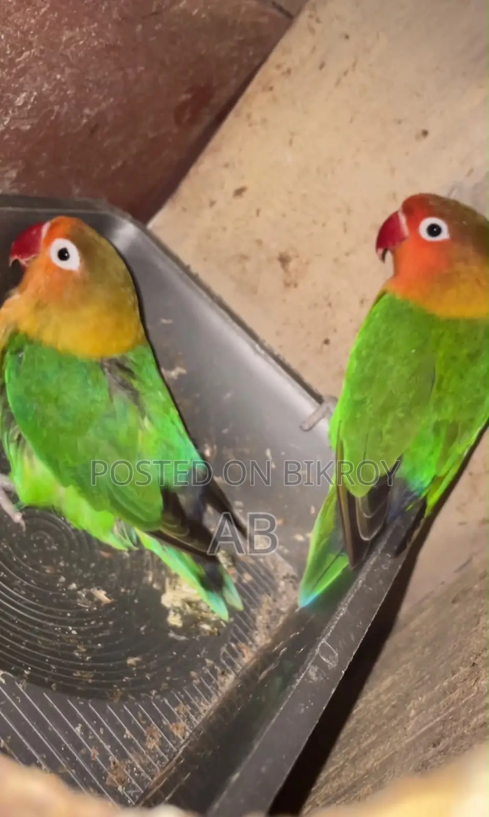 Lovebirds Pair (Green Fisher) লাভবার্ডস