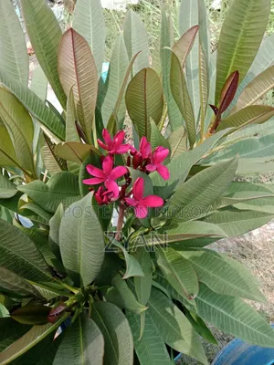 Brown Color