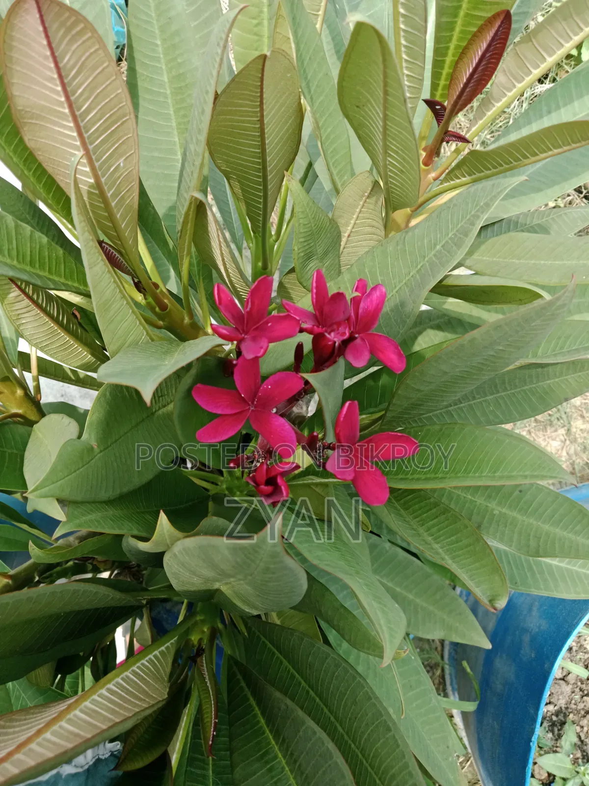 Brown Color