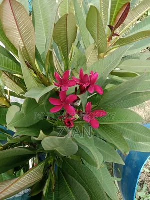 Brown Color
