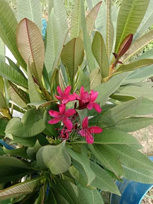 Brown Color