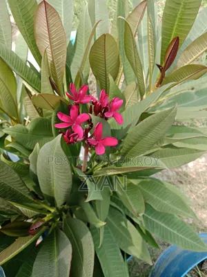 Brown Color