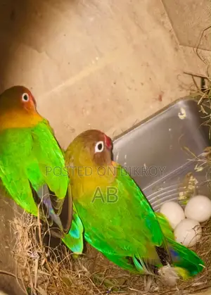 Lovebirds Pair (Green Fisher)