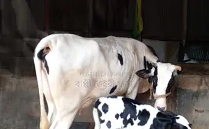 ১২৭৮ নং ভালো জাতের গাভী ।