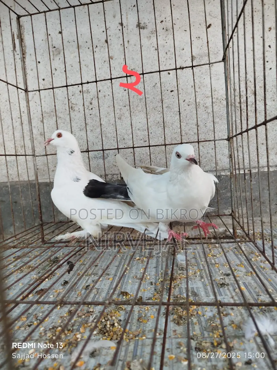Urgently Want to Sell Pigeons