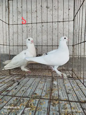 Urgently Want to Sell Pigeons