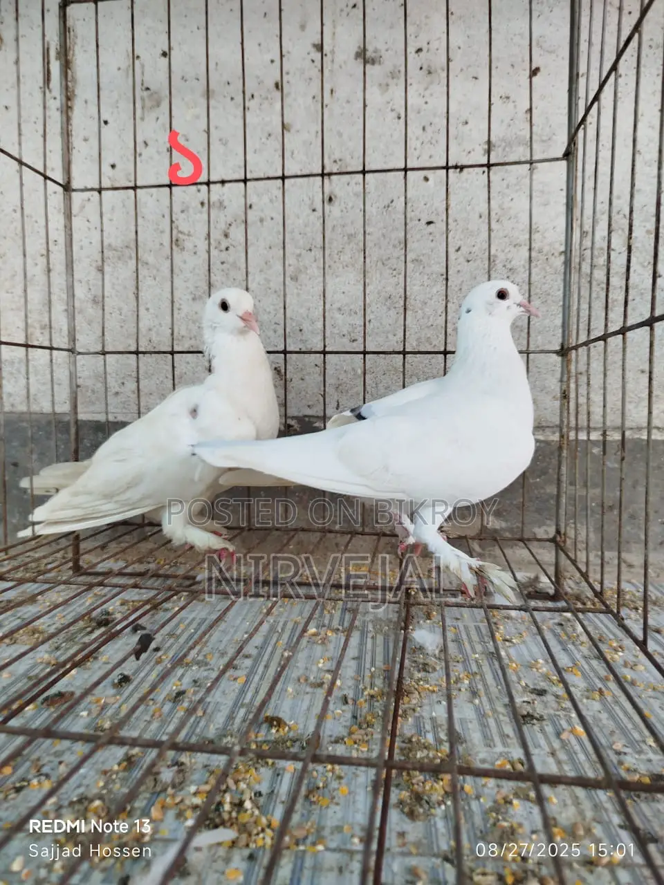 Urgently Want to Sell Pigeons