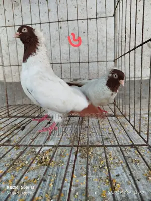 Urgently Want to Sell Pigeons