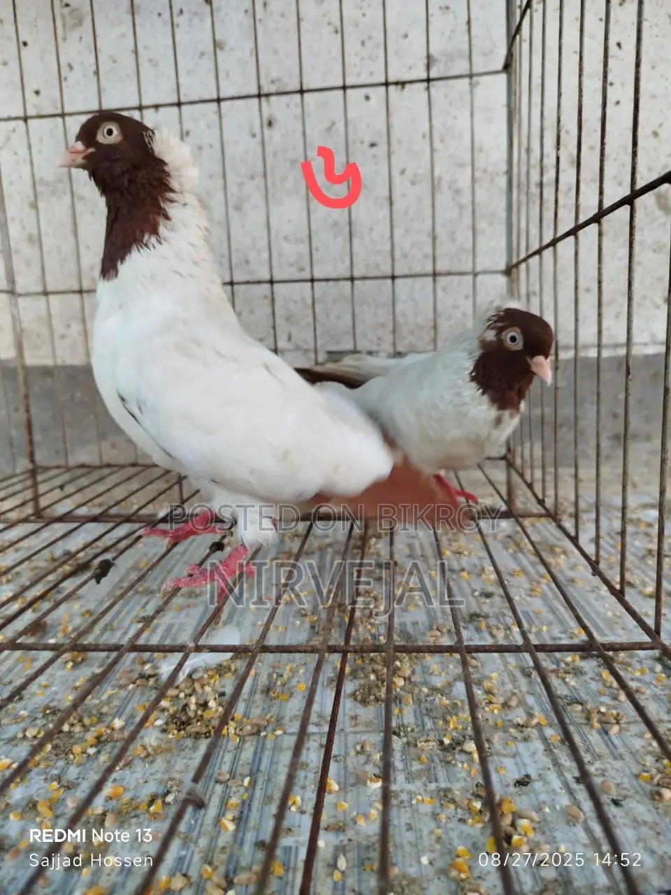 Urgently Want to Sell Pigeons