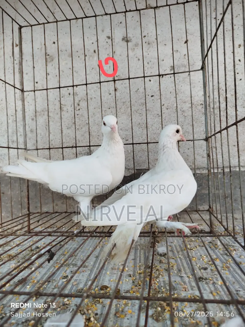 Urgently Want to Sell Pigeons