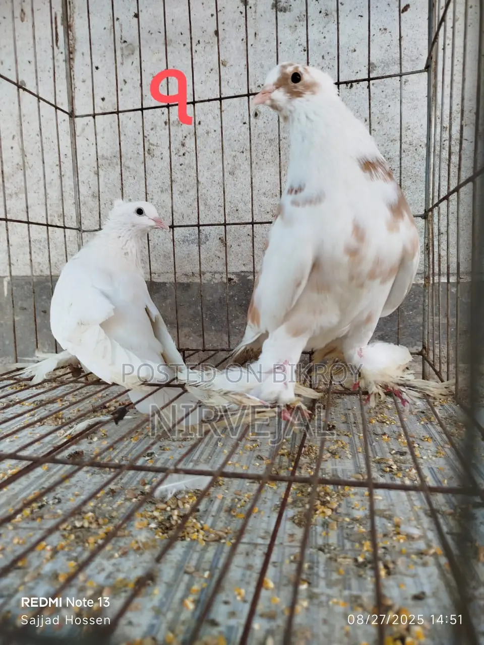 Urgently Want to Sell Pigeons