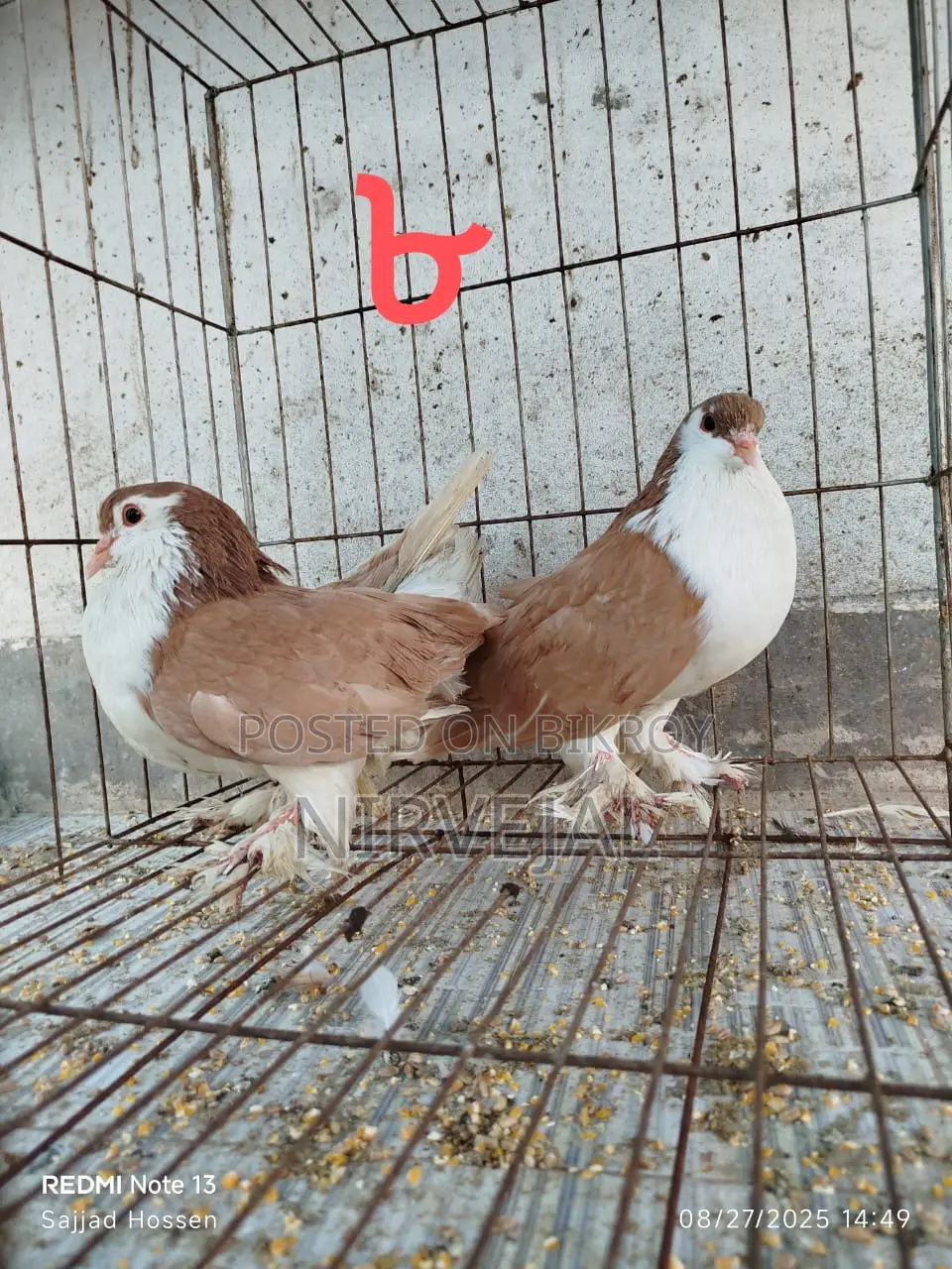 Urgently Want to Sell Pigeons