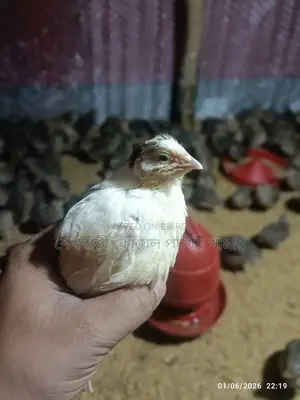 ১০০ গ্রাম প্লাস কোয়েল পাখি ২৫০ পিস বিক্রি হইবে
