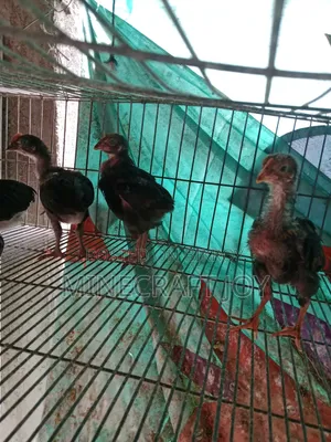 পিওর দেশি মুরগির বাচ্চা