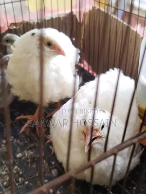 King Quail Silver Color