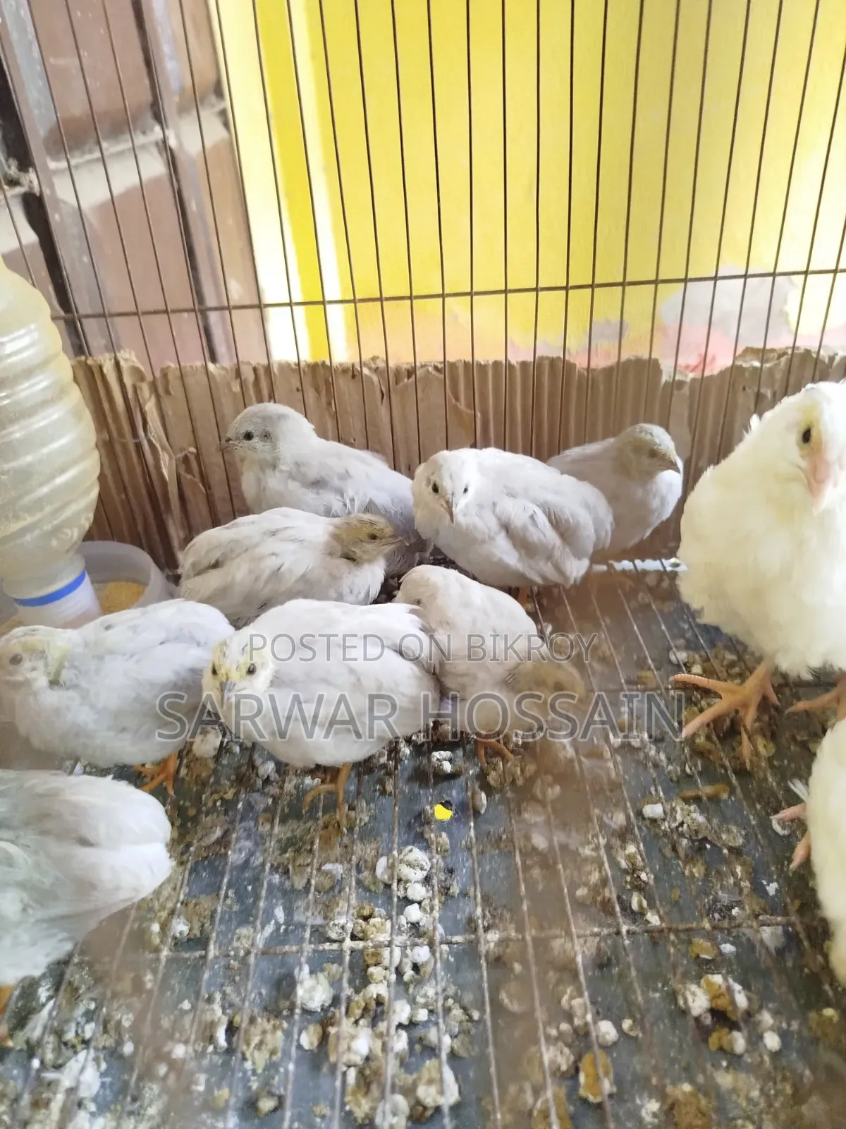 King Quail Silver Color