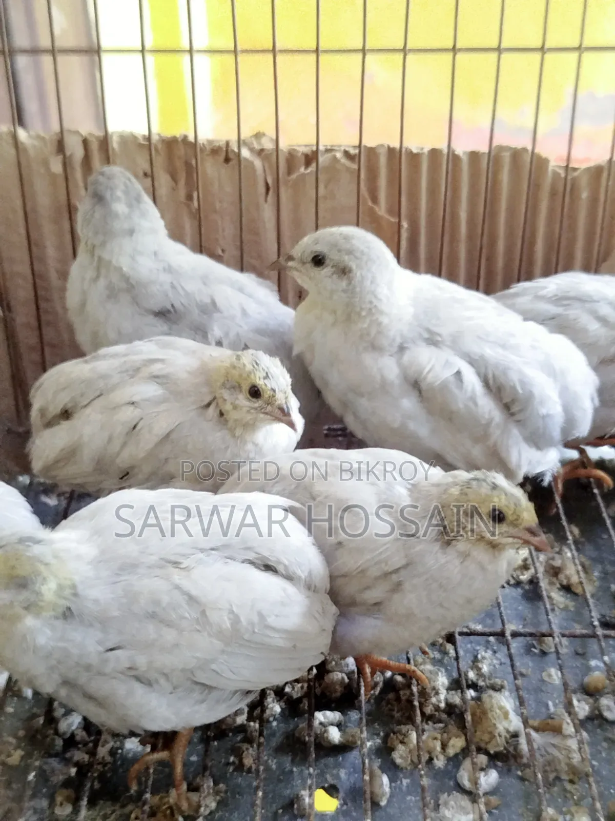 King Quail Silver Color