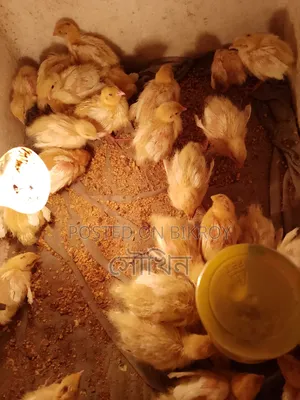 White Giant Coturnix Quail chicks 10 days old
