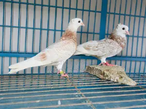 লাল গরা বেবি
