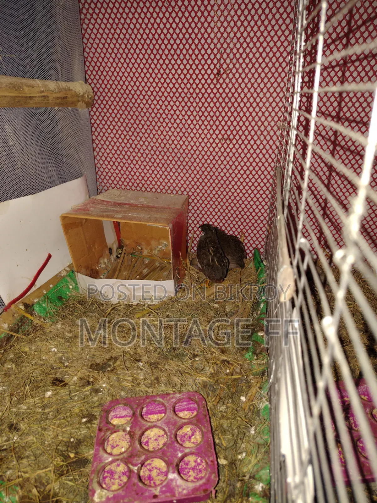 2 pairs of King Quail for sale