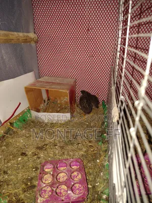 2 pairs of King Quail for sale