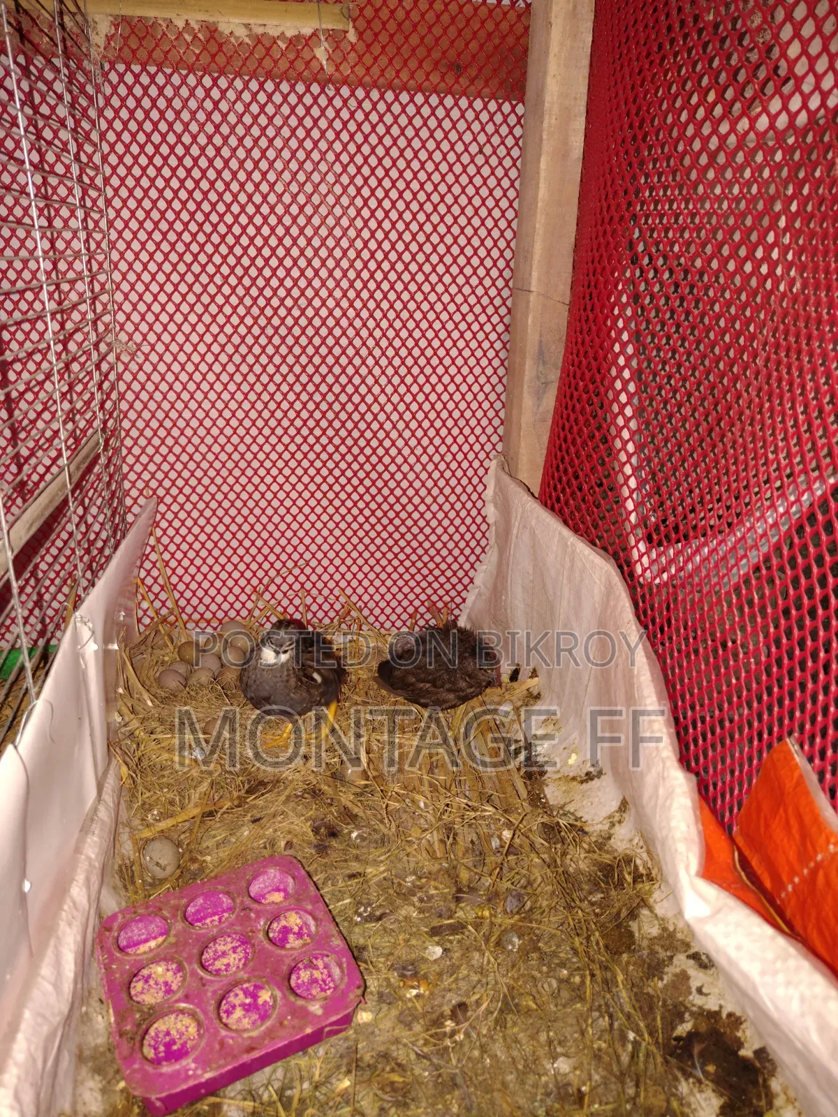 2 pairs of King Quail for sale