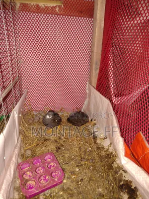 2 pairs of King Quail for sale
