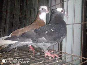 রাজ গোল্লা কবুতর