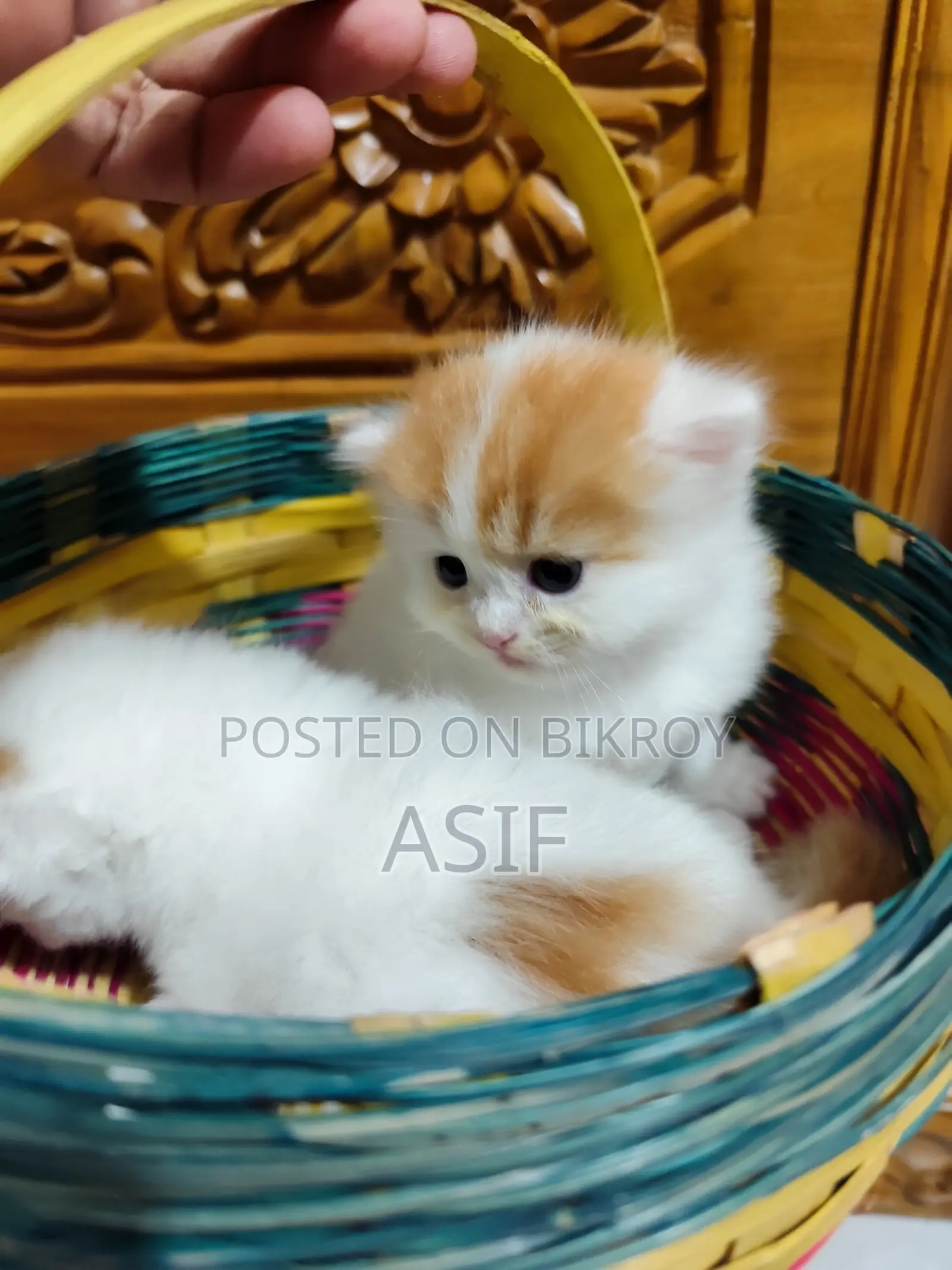 ০-১ মাস বয়সী পুরুষ বিশুদ্ধ পার্সিয়ান বিড়াল