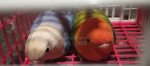 Love Bird